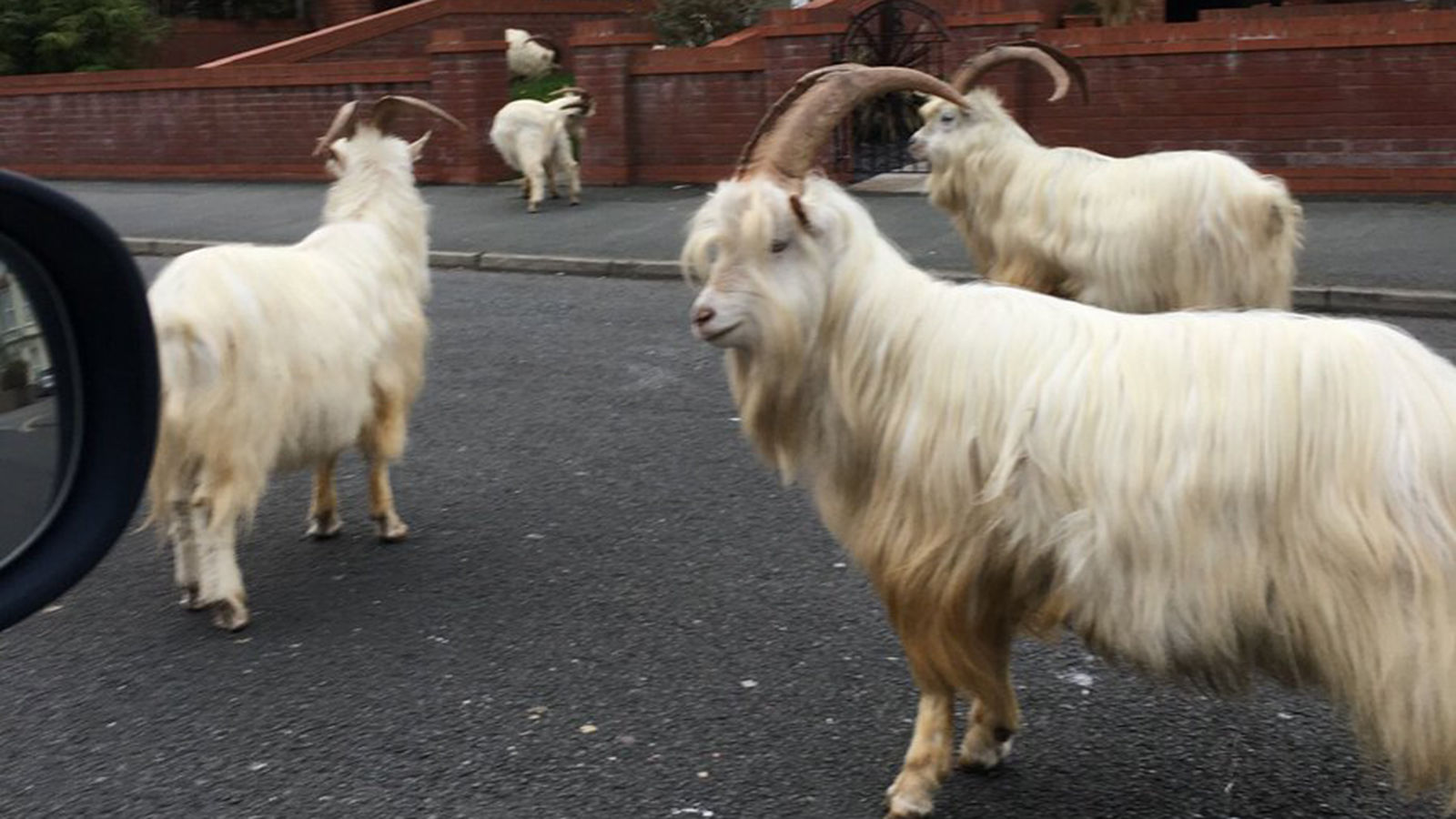 Wild Goats in Wales